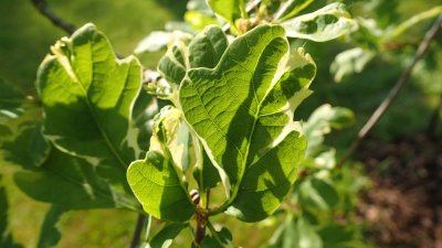 Quercus robur 'Argenteomarginata' - dub letní